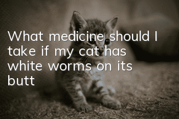 What medicine should I take if my cat has white worms on its butt?
