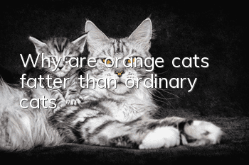 Why are orange cats fatter than ordinary cats?