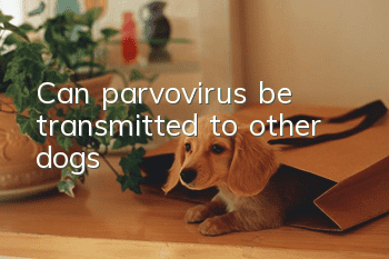 Can parvovirus be transmitted to other dogs?