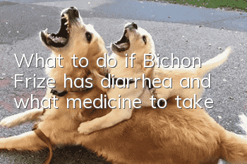 What to do if Bichon Frize has diarrhea and what medicine to take