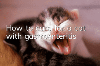 How to care for a cat with gastroenteritis?