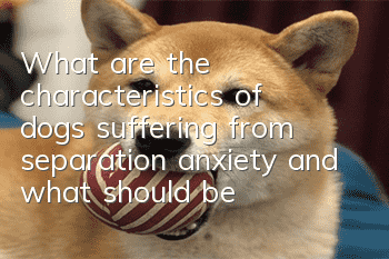 What are the characteristics of dogs suffering from separation anxiety and what should be done?