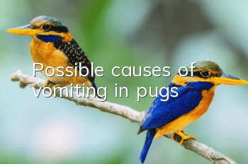 Possible causes of vomiting in pugs