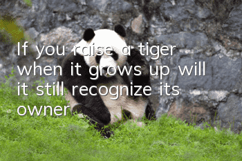 If you raise a tiger when it grows up, will it still recognize its owner?