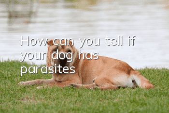 How can you tell if your dog has parasites?