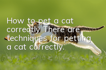 How to pet a cat correctly? There are techniques for petting a cat correctly.
