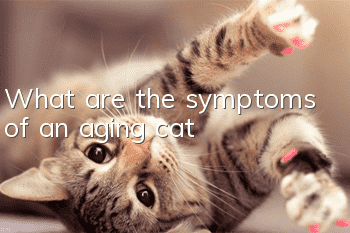 What are the symptoms of an aging cat?