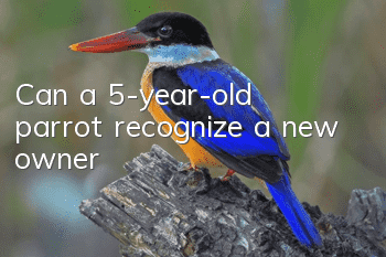 Can a 5-year-old parrot recognize a new owner?