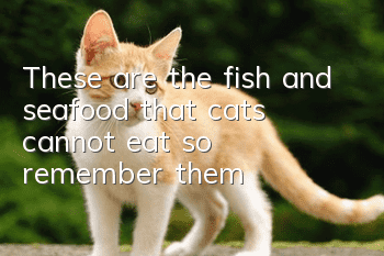 These are the fish and seafood that cats cannot eat, so remember them!
