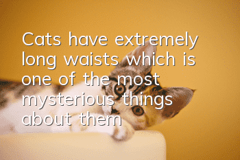 Cats have extremely long waists, which is one of the most mysterious things about them