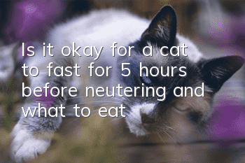 Is it okay for a cat to fast for 5 hours before neutering and what to eat?