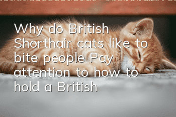 Why do British Shorthair cats like to bite people? Pay attention to how to hold a British Shorthair cat