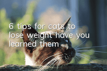 6 tips for cats to lose weight, have you learned them?