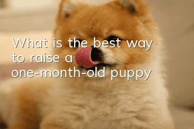 What is the best way to raise a one-month-old puppy?