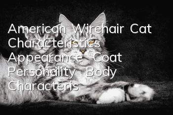 American Wirehair Cat Characteristics | Appearance | Coat | Personality | Body Characteristics