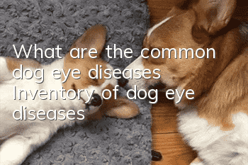 What are the common dog eye diseases? Inventory of dog eye diseases
