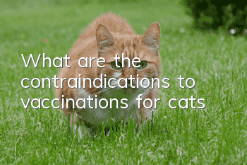 What are the contraindications to vaccinations for cats?