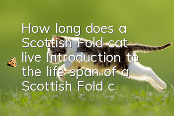 How long does a Scottish Fold cat live? Introduction to the life span of a Scottish Fold cat