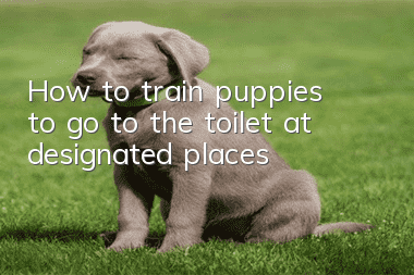How to train puppies to go to the toilet at designated places