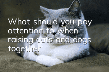 What should you pay attention to when raising cats and dogs together?