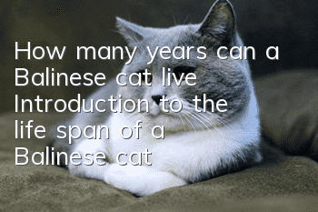 How many years can a Balinese cat live? Introduction to the life span of a Balinese cat