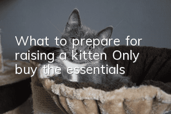 What to prepare for raising a kitten Only buy the essentials!