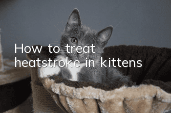 How to treat heatstroke in kittens
