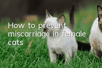 How to prevent miscarriage in female cats