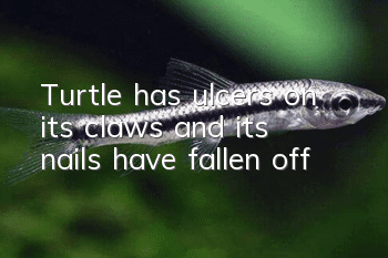 Turtle has ulcers on its claws and its nails have fallen off