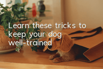 Learn these tricks to keep your dog well-trained!