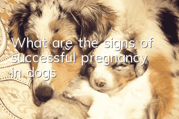 What are the signs of successful pregnancy in dogs?