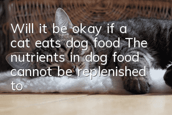 Will it be okay if a cat eats dog food? The nutrients in dog food cannot be replenished to cats in time.