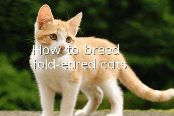 How to breed fold-eared cats