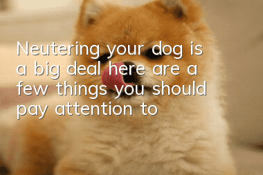 Neutering your dog is a big deal, here are a few things you should pay attention to: