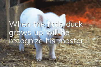 When the little duck grows up, will he recognize his master?