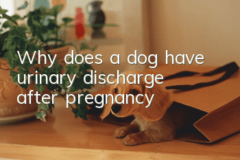 Why does a dog have urinary discharge after pregnancy?