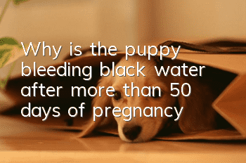 Why is the puppy bleeding black water after more than 50 days of pregnancy?