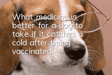 What medicine is better for a dog to take if it catches a cold after being vaccinated?