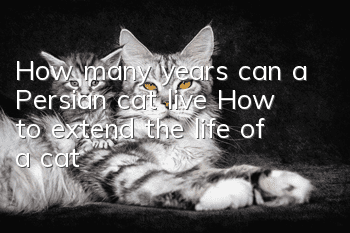 How many years can a Persian cat live? How to extend the life of a cat?