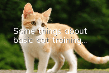 Some things about basic cat training...