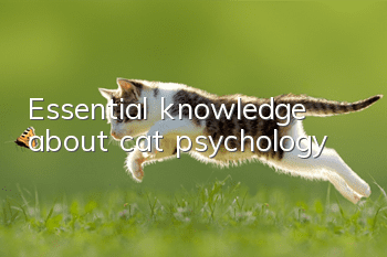 Essential knowledge about cat psychology!