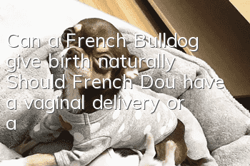 Can a French Bulldog give birth naturally? Should French Dou have a vaginal delivery or a caesarean section?