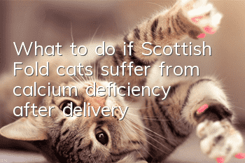 What to do if Scottish Fold cats suffer from calcium deficiency after delivery