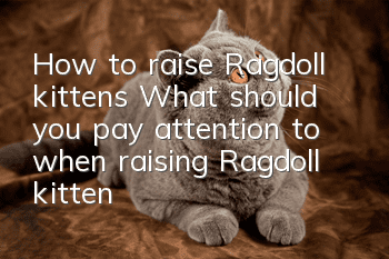 How to raise Ragdoll kittens? What should you pay attention to when raising Ragdoll kittens?
