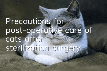 Precautions for post-operative care of cats after sterilization surgery