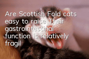 Are Scottish Fold cats easy to raise? Their gastrointestinal function is relatively fragile?