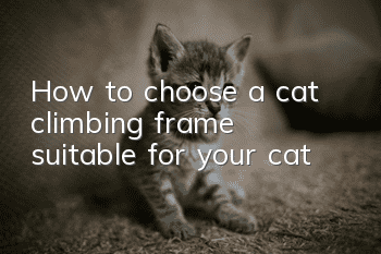 How to choose a cat climbing frame suitable for your cat?