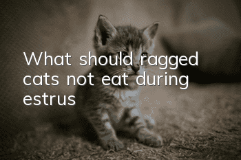 What should ragged cats not eat during estrus?