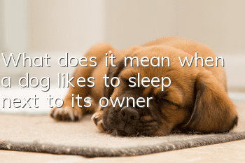 What does it mean when a dog likes to sleep next to its owner?