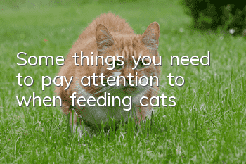 Some things you need to pay attention to when feeding cats
